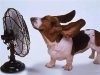 weather big bassette in front of fan ears blown back.jpg