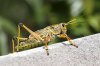 grasshopper1.jpg