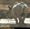 a thong.jpg