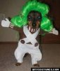 dog 1.jpg