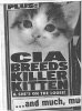 killerkitten.jpg