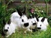 beautiful-animals-13.jpg