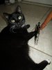 tuxie-003.jpg