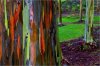 amazing-trees-rainbow-eucalyptus-2.jpg
