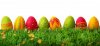 EGGS1.jpg