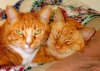 Cats - Fire & Sandy 040226.jpg