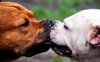 3_26_15-Cutest-Doggie-Smooches1-590x368.jpg