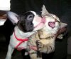 3_26_15-Cutest-Doggie-Smooches4.jpg