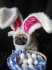 Easter-Pug.jpg