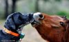 3_26_15-Cutest-Doggie-Smooches7-590x362.jpg