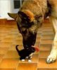3_26_15-Cutest-Doggie-Smooches8.jpg