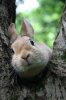 Bunny in Tree.com.jpg