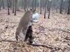 a deer.jpg