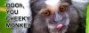 monkey.jpg