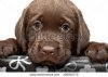 stock-photo-sad-puppy-looks-out-of-the-box-brown-labored-s-puppy-with-sad-eyes-looks-out-of-the-.jpg