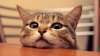 cropped-cat.jpg