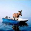 a boat.jpg