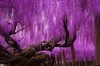 144yearold wisteria Japan.jpg