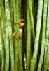 Bamboo-Trees.-Sri-Lanka.jpg