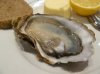 oyster.jpg