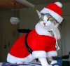 Funny-Christmas-Cat.jpg