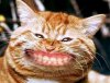 hilarious funny cute pictures of_smiling_big_cat.jpg