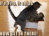 amazon kitty.jpg
