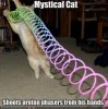 funny cat pictures with captions (4).jpg