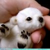 baby polar bear.jpg
