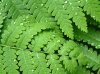 Ferns-2.jpg