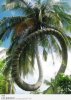 Palm curved.jpg Palm curved.jpg