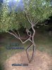 trees-pooktre-4.jpg