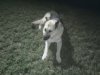 my puppy.jpg