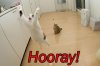 HoorayKitty.jpg