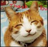 thankyoucat_0.jpg