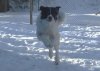 Max running Feb 23 2011small.jpg