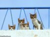 Little_Kitten_Family.jpg