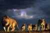 Steve-Bloom-Lion-Pride-PH0295.jpg