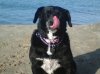sheeba.jpg
