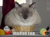cat7.jpg
