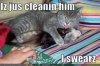 cat-cleans-ferret.jpg