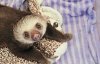 sloth2.jpg