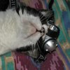 CatLovingBulb.jpg