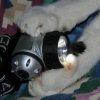 CatHoldingBulb.jpg
