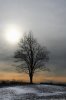 lone_tree_MG_2410_sm.jpg