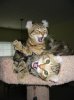 Kittens Roar.jpg