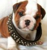 spikepuppy.jpg