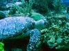 Hawksbill turtle foraging.jpg