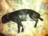 Peggy farting.jpg