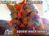 cat.jpg